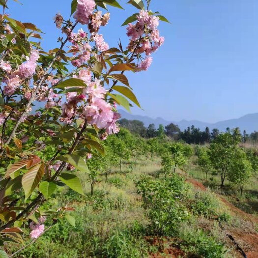 永安市中药材种植寻求合作