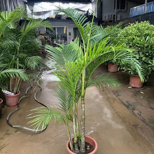 广州网红散尾葵蓝花楹基地直销