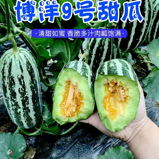 嫁接羊角蜜嫁接博洋九甜瓜苗嫁接绿宝甜瓜等各种嫁接直播甜瓜有苗