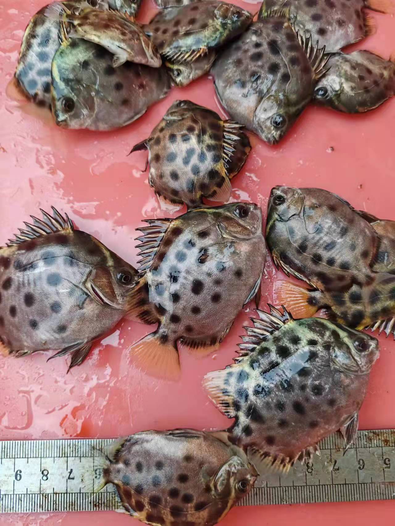 金鼓苗批发