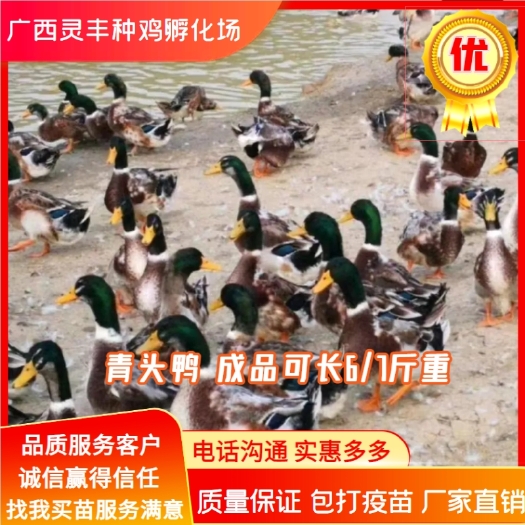 南宁麻鸭苗 【高销量热卖】【有经营许可
证】买卖更放心假一赔十！