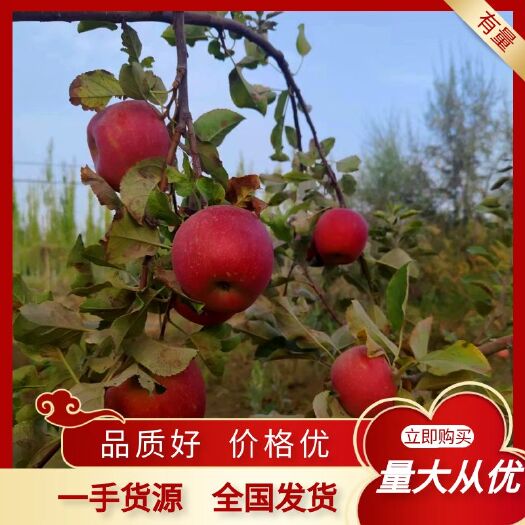 莎车县新疆烟福8苹果已卖完想吃好明年继续