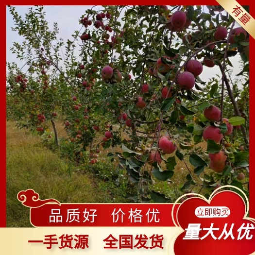 新疆焑福8感脆甜果香浓郁自然苹果产地直发