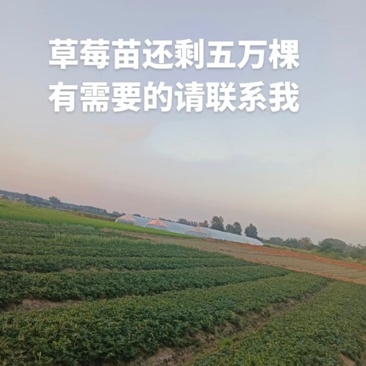 诸城市秒香3号草莓苗，量大优惠