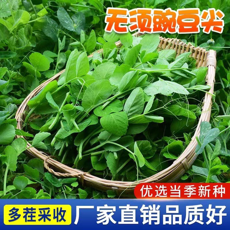 豌豆苗种子专吃豌豆尖种子芽苗菜四季种植高产蔬菜豌豆种子