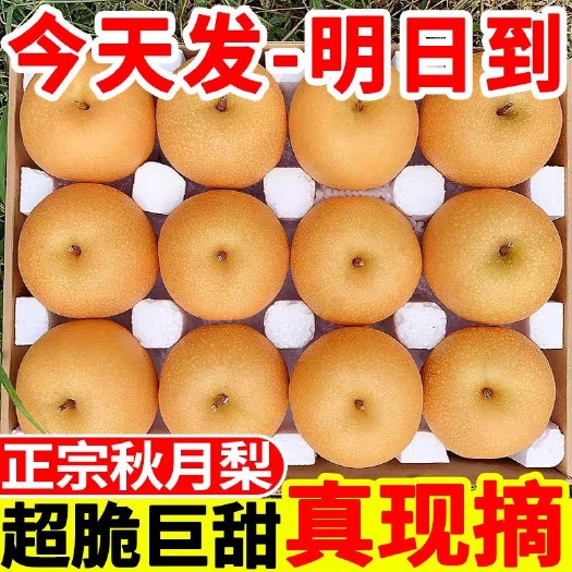 成都山东秋月梨礼盒4.5-5斤满格装 34.9元