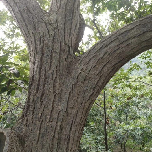 百年老栗子树，个头19-22，（果农自己家都吃老树，个头不