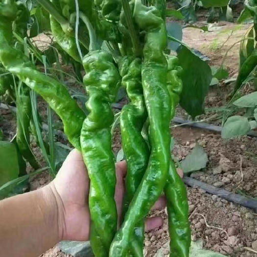 螺丝椒苗线椒苗圣保罗尖椒苗大果龙椒苗朝天椒苗牛角椒苗羊角椒苗