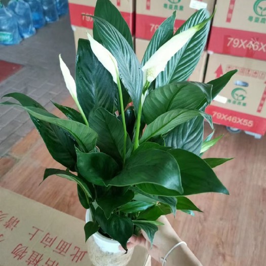 广州120杯水培美酒基地直销有需要联系