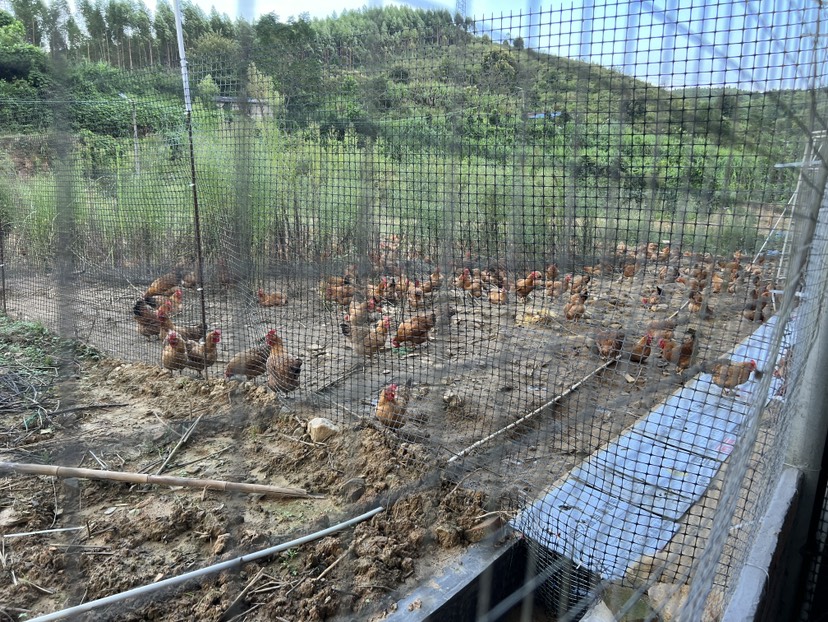 佳鲜美多清远走地鸡 大量批发全山地散养麦香走地鸡，现杀现发