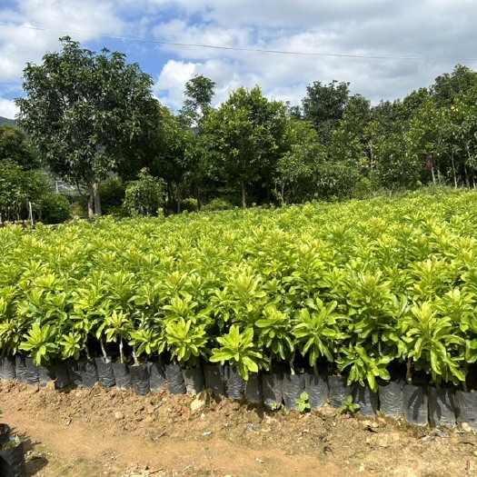 漳州各品种杨梅杯苗，果苗种植基地，欢迎来电
