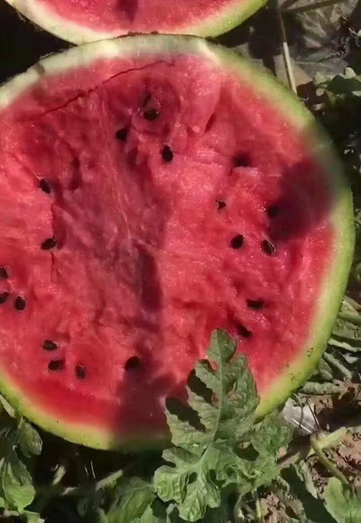早佳8424西瓜苗美都甜王2K早春红玉等各种嫁接直播西瓜有苗