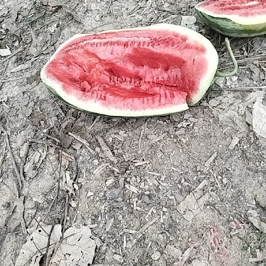 桂林西瓜