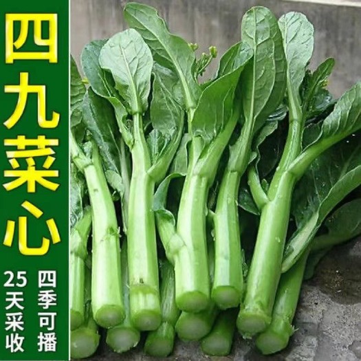 祁东县四九菜心甜菜苔种子高产大田阳台种植蔬菜种子籽