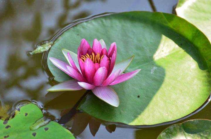 睡莲水养一年四季旺宅花大根块