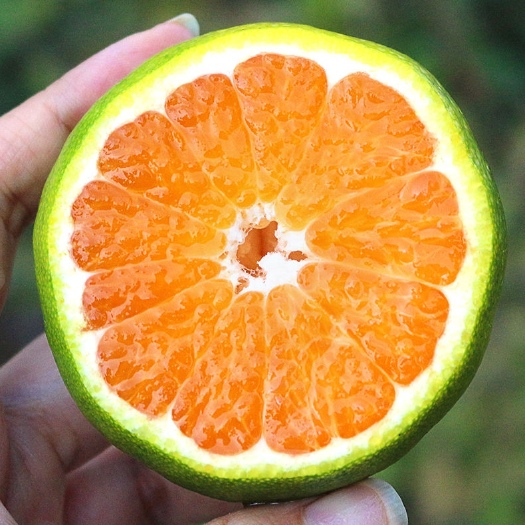 华宁县云南特早蜜桔  皮薄 酸甜多汁 全国发货