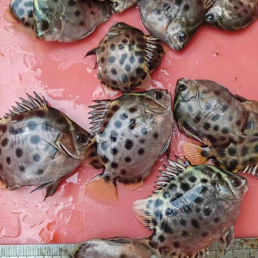 珠海金鼓苗批发