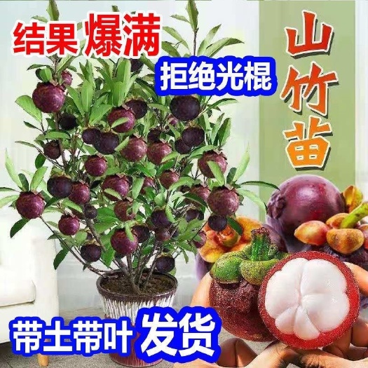 岭南 山竹黄金 山竹苗 四季阳台庭院盆栽地栽南方种水果树苗包
