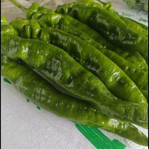 巴林左旗螺丝椒