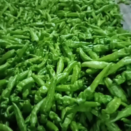 莘县山东聊城莘县产地直发货，大量共应，欢迎各位老板前定货源充足。
