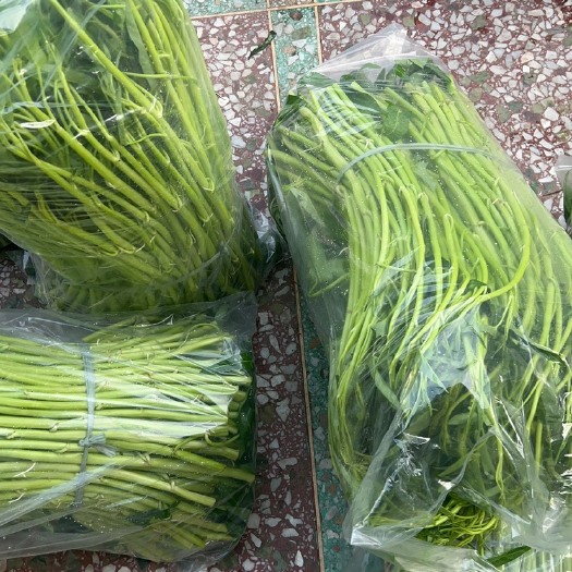 博白县博白蕹菜 空心菜 空心菜种子