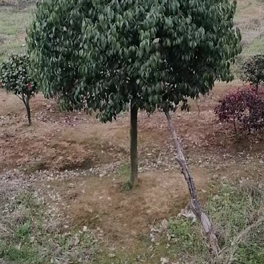 常德香叶树苗