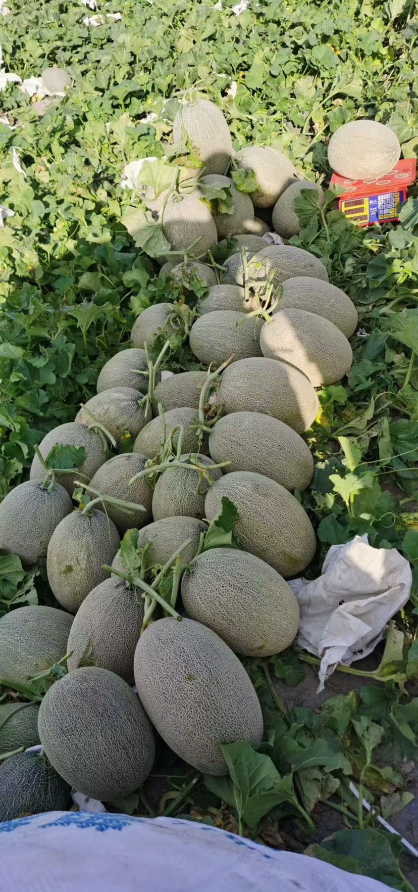 伊吾县吐鲁番火焰山西州蜜新疆哈密瓜脆甜多汁糖度高果型好大量有货