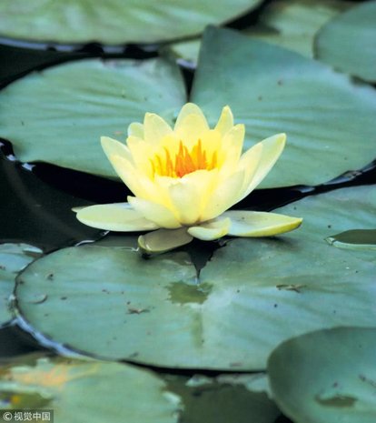 睡莲水养一年四季旺宅花大根块