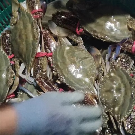 莱州市莱州湾梭子蟹