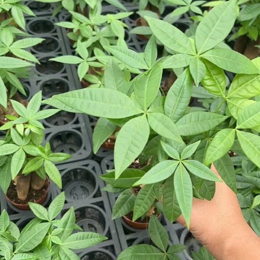 广州90杯三杆发财树基地直销