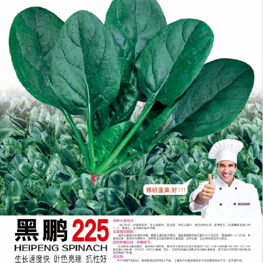 长沙郑研黑鹏225杂交菠菜种子 叶色深绿 有光泽 株型直立 耐寒