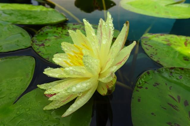 睡莲水养一年四季旺宅花大根块