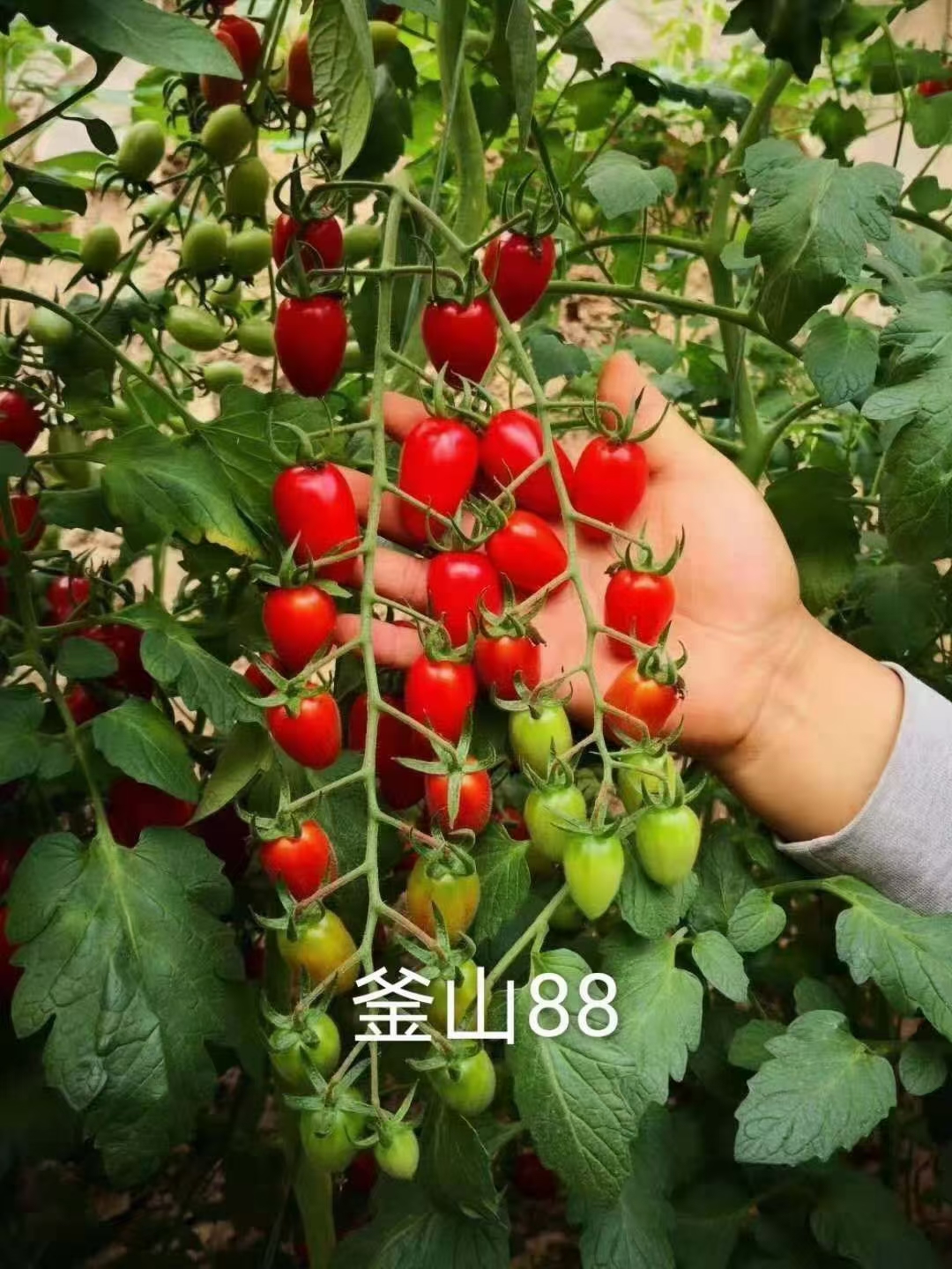 圣女果苗四季可种贝贝千禧超甜小红小黄小绿小黑小紫原包装釜山8