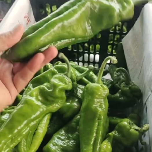 夏邑县螺丝椒