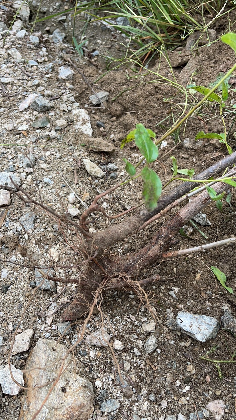 野生酸枣苗