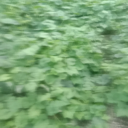 德兴市吊瓜树苗