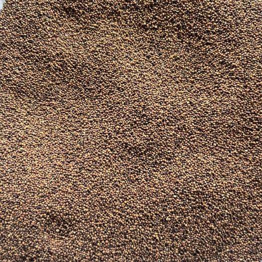 鄄城县【文斌药业】菟丝子 盐菟丝子 过色选机 宁夏货 内蒙货均有