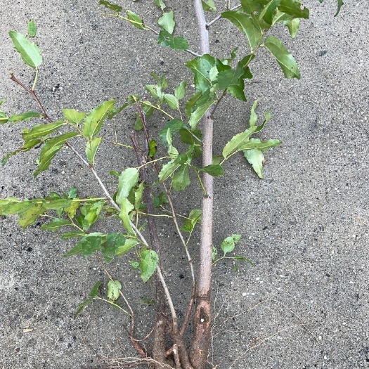 易县野生酸枣苗