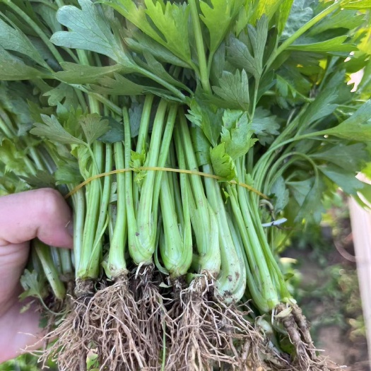 丰顺县芹菜苗
