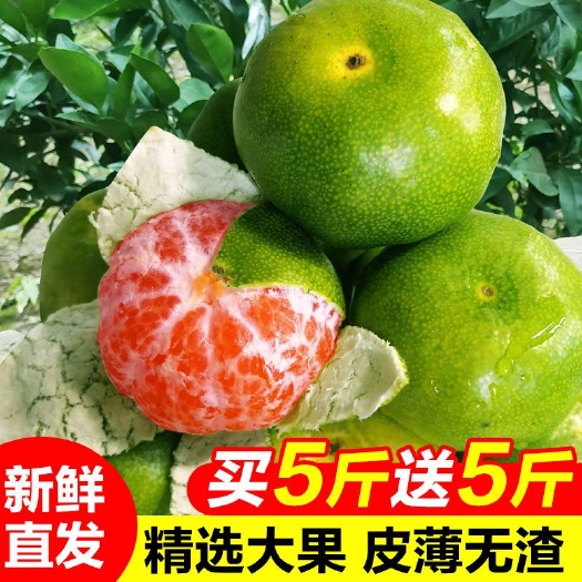 兴化市新鲜橘子宜昌蜜桔薄皮桔子青皮无籽柑橘应季孕妇水果蜜橘甜非丑橘
