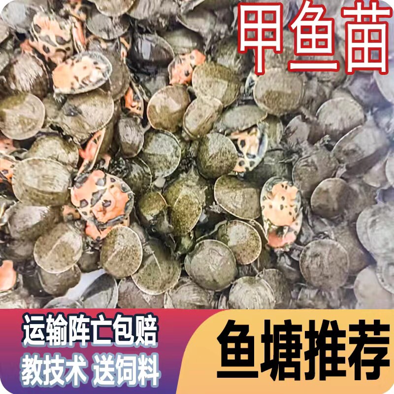 南丰外塘冷水鲜活10克甲鱼苗鱼塘水库优选每只品质保证包邮活到