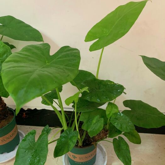 海口滴水观音盆栽大海芋霸王芋大型室内绿植客厅盆景植物盆景包邮