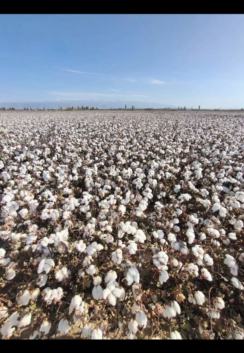 石河子市新疆棉花，石河子优质棉区种植棉花。