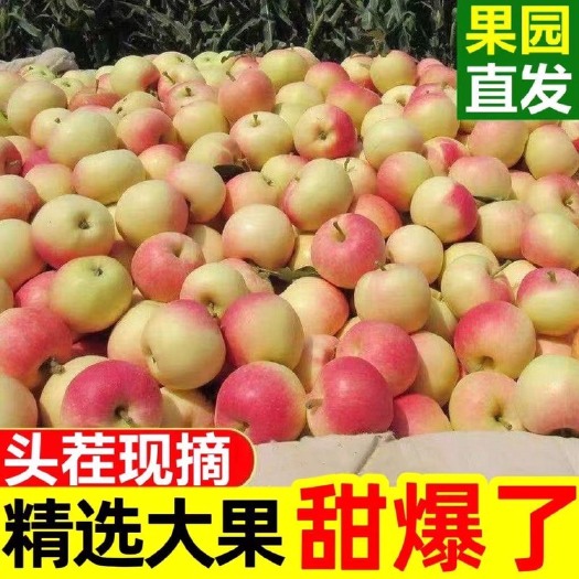 咸阳【甜】冰糖心苹果现摘脆甜新鲜应季水果苹果批发