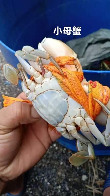 三门县三门青蟹