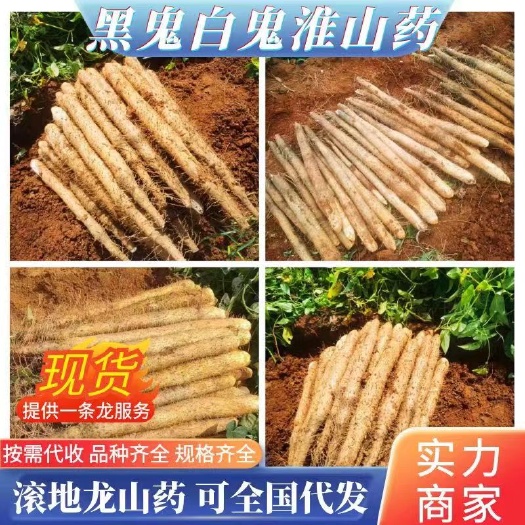 钟山县广西原产地淮山山药 黑鬼山药 滚地龙淮山 常年供应 货源订购