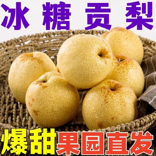 宁乡市9斤山西平遥贡酥梨冰糖雪梨砀山酥梨新鲜水果批发特大果