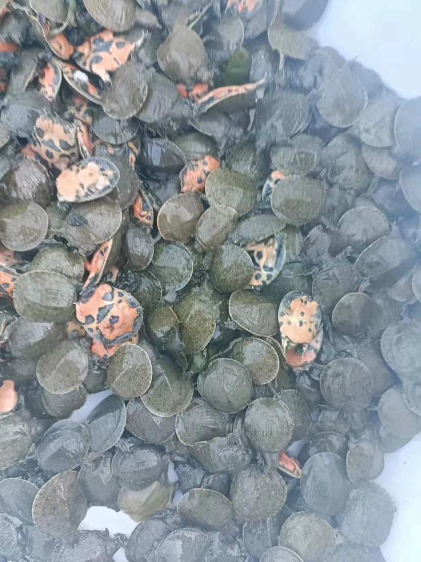 南丰外塘冷水鲜活10克甲鱼苗鱼塘水库优选每只品质保证包邮活到