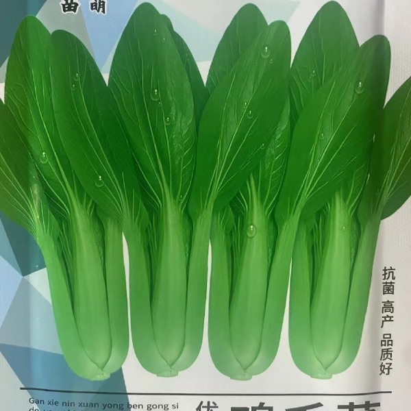 鸡毛菜种子小白菜籽四季小青菜蔬菜籽四季鸡毛菜种籽