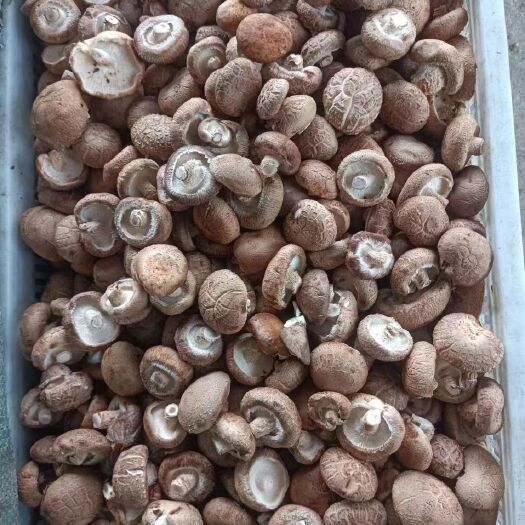 鲁山县新鲜上市优质鲜香菇